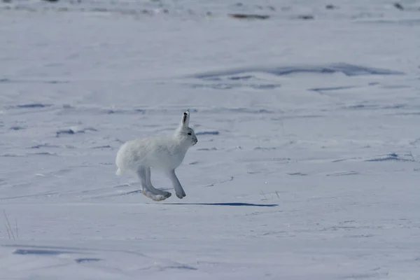 Liebre ártica, Lepus arcticus, saltando alrededor de la nieve en la tundra ártica de Canadas —  Fotos de Stock