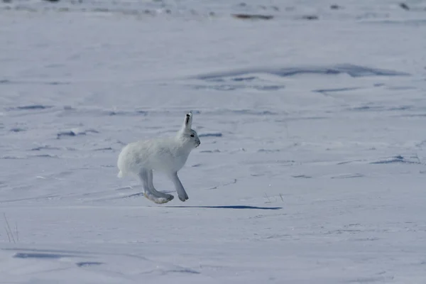 Kutup tavşanı, Lepus arcticus, Kanada kutup tundrasında karda hoplayıp zıplıyorlar.