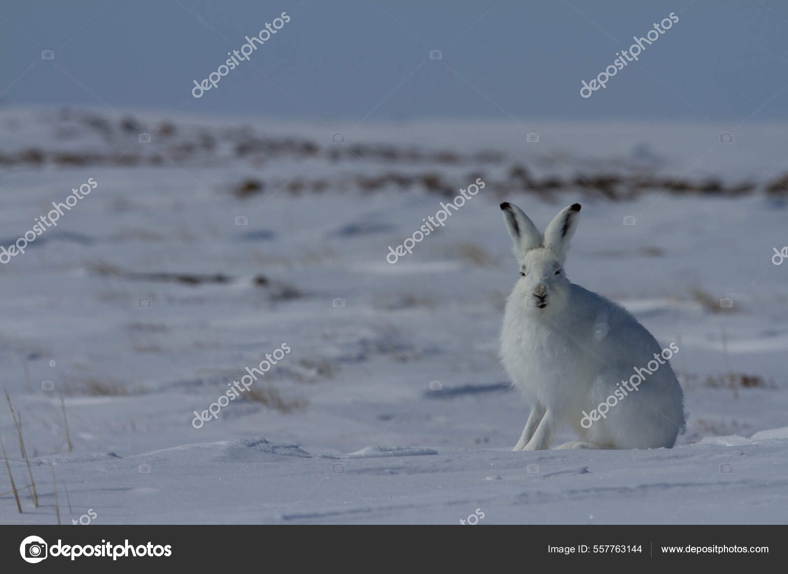 北極圏のウサギ、レプス・アルカイカス、耳を上げてカメラをまっすぐ見つめて雪の上に座って — ストック写真 © sgranchinho  #557763144, image size:1600x1167