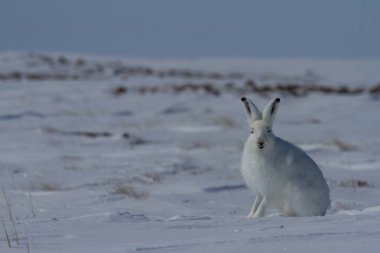 Kuzey Kutbu tavşanı, Lepus arcticus, kar üzerinde oturmuş, kulakları havada kameraya bakıyor.