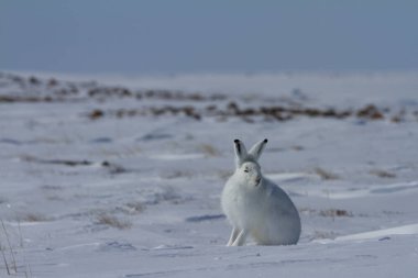 Kuzey Kutbu tavşanı, Lepus arcticus, kar üzerinde oturmuş, kulakları havada kameraya bakıyor.