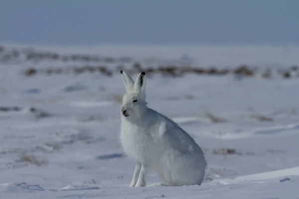 Zając arktyczny, Lepus arcticus, siedzi na śniegu i zrzuca płaszcz zimowy — Zdjęcie stockowe