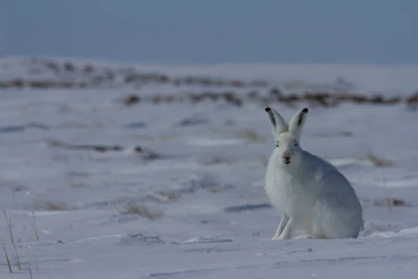 Arktisk hare, Lepus arcticus, sitter på snö med öronen pekande upp och stirrar rakt på kameran — Stockfoto