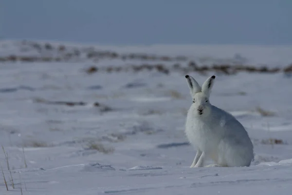 Kuzey Kutbu tavşanı, Lepus arcticus, kar üzerinde oturmuş, kulakları havada kameraya bakıyor.