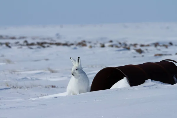 Lepre artica, Lepus arcticus, seduta sulla neve vicino a una vecchia botte di combustibile — Foto Stock