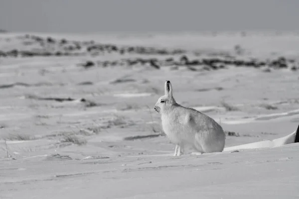 Arctic hare, Lepus arcticus, sitting on snow with ears pointing up — Stock Photo, Image