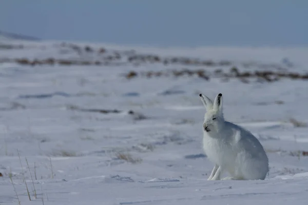 Kutup tavşanı, Lepus arcticus, karın üzerinde oturuyor ve kışlık paltosunu döküyor.