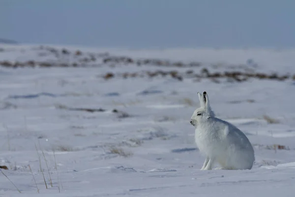 Liebre ártica, Lepus arcticus, sentada sobre la nieve y derramando su abrigo de invierno —  Fotos de Stock