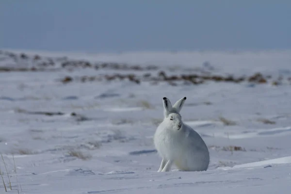 Liebre ártica, Lepus arcticus, sentado en la nieve con las orejas apuntando hacia arriba y mirando directamente a la cámara —  Fotos de Stock