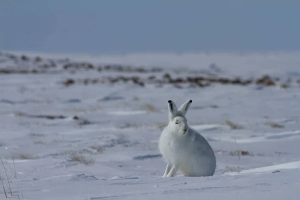 Kuzey Kutbu tavşanı, Lepus arcticus, kar üzerinde oturmuş, kulakları havada kameraya bakıyor.