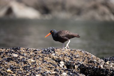 Siyah istiridye avcısı bir kayanın üzerinde yürüyor.