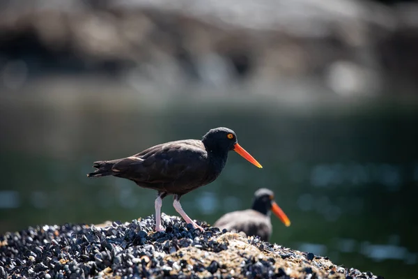 Black Oystercatcher on shells on a rock with another bird behind — Stock Photo, Image