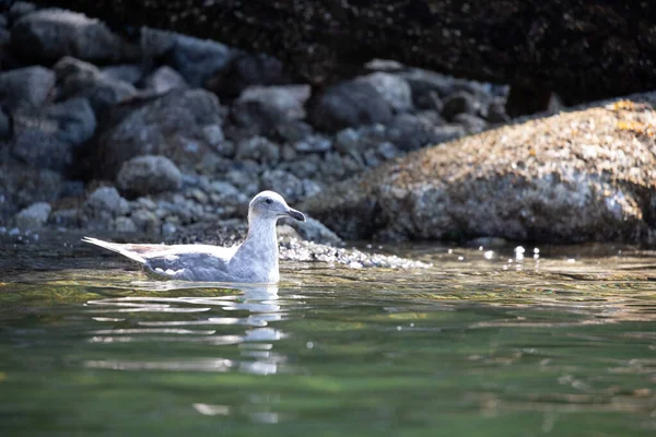 Joven Gaviota Alada Gaviota Nadando Largo Una Costa Rocosa Columbia — Foto de Stock