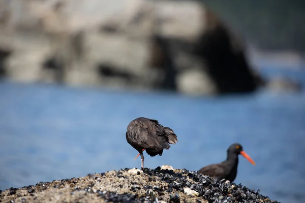 Kara Oystercatcher Kanatlarının Altında Saklanırken Arka Planda Başka Bir Kuş — Stok fotoğraf