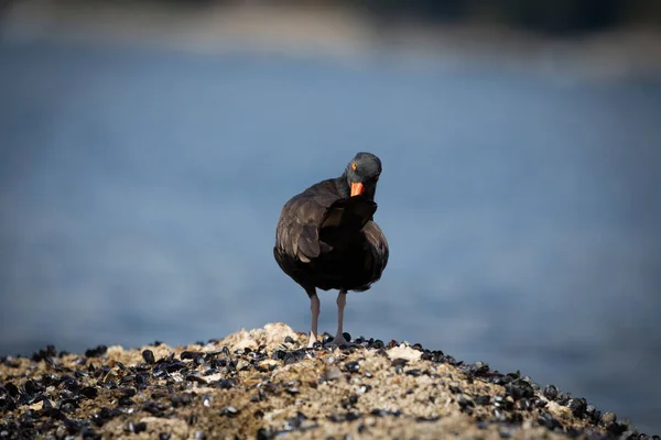 Black Oystercatcher Preening Cleaning Its Feathers While Standing Shell Covered — Stock Photo, Image