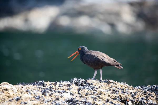 Açık gagalı ve arka planda suyla kaplı bir kabuk üzerinde yürüyen Siyah Oystercatcher, Bale Koyu, Günışığı Sahili, Britanya Kolumbiyası