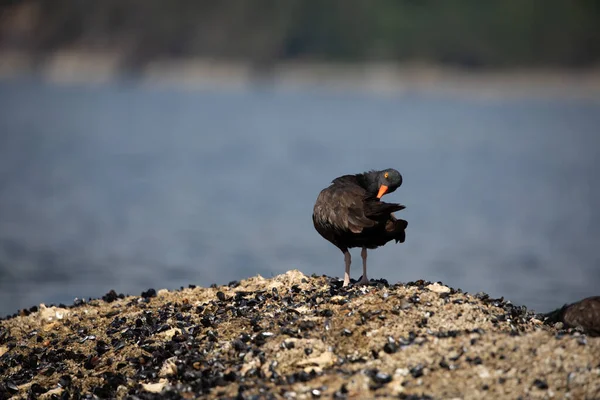 Black Oystercatcher Arka Planda Bulunan Kabuk Kaplı Bir Kayanın Üzerinde — Stok fotoğraf