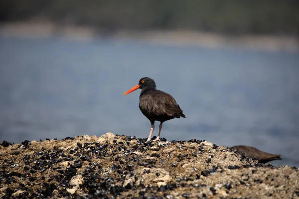 Black Oystercatcher Standing Shell Covered Rock Water Background Bay Sunshine — стоковое фото