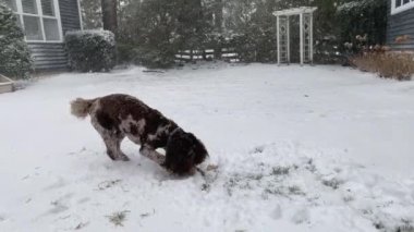 Şirin, kahverengi bir Avustralya Labradoodle köpeğinin karda oynayıp kazdığı video görüntüleri. Yüksek kalite 4k görüntü