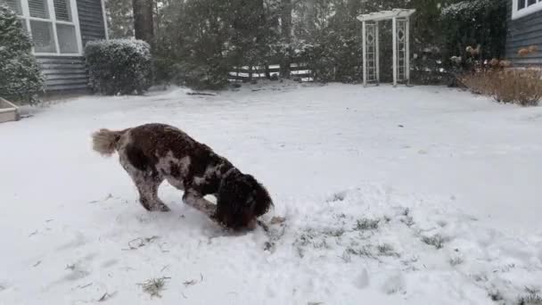 Imagens Vídeo Cão Labradoodle Australiano Marrom Bonito Brincando Cavando Neve — Vídeo de Stock