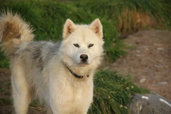 Northern Canada husky dog staring off, Pond Inlet, Nunavut. High quality photo