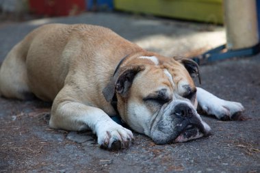 İngiliz Bulldog sıcak bir günde uzanıp kestiriyor. Pender Limanı yakınlarında, İngiliz Kolombiyası