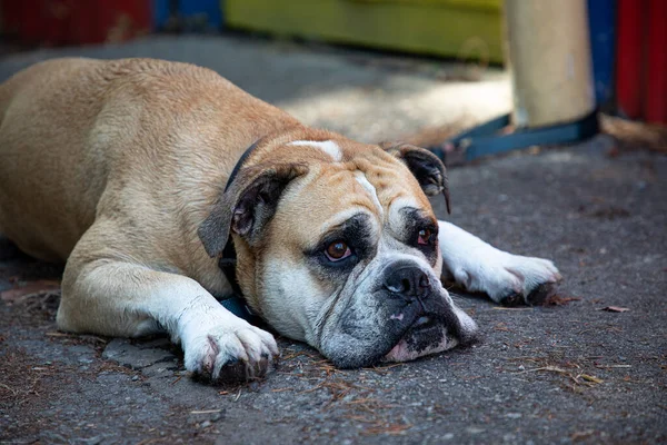 English Bulldog Laying Eyes Open Looking Hot Day Pender Harbour — Stock fotografie