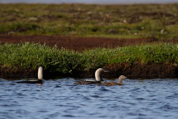 Two Adult Pacific Loon Pacific Diver Juvenile Swimming Arctic Lake — Φωτογραφία Αρχείου