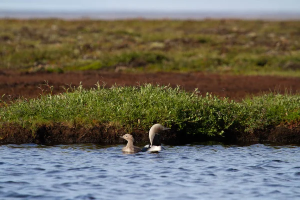 Adult Pacific Loon Pacific Diver Juvenile Swimming Arctic Lake Willows — Φωτογραφία Αρχείου