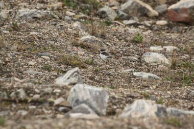 A young common ringed plover walking along a rocky tundra in Canadas arctic. Near Pond Inlet, Nunavut