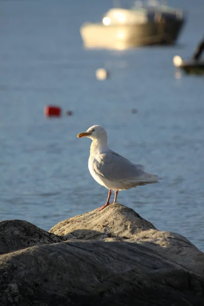 Glaucous Martı Larus Hyperboreus Arktik Okyanusu Kıyısında Pond Inlet Yakınlarında — Stok fotoğraf