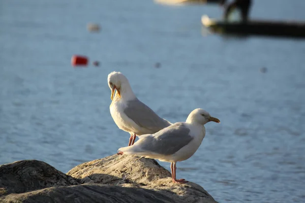 Glaucous Martı Larus Hyperboreus Arktik Okyanusu Kıyısında Pond Inlet Yakınlarında — Stok fotoğraf