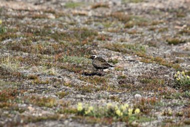Kuzey Kutbu tundrasında, Kanada, Nunavut, Kanada 'daki Pond Inlet yakınlarında bulunan bir kayanın üzerinde duran yalnız Amerikan Altın Kürekçisi.