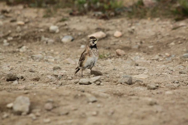 Horned Lark Showing Its Colours While Standing Gravel Canadas Arctic — Stock Photo, Image