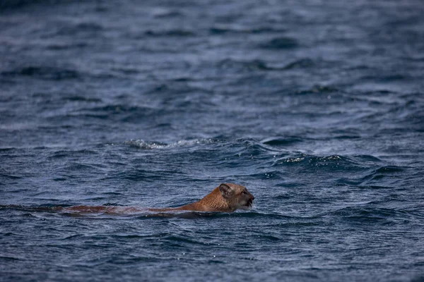 Side view of a cougar or mountain lion found swimming across Chancellor Channel before coming into Johnstone Strait in British Columbia waters