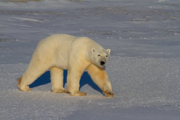 Чудовий Білий Ведмідь Іде Снігу Сонячний День Дивлячись Камеру Біля — стокове фото