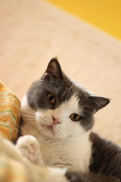 Britisk kat på sengen - Stock-foto