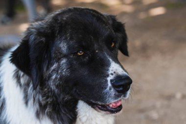 Sınır çobanı, dili dışarıda, yakından görülüyor.