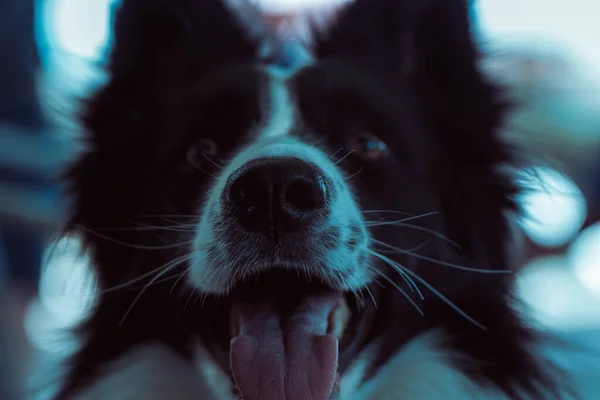 Sınır çobanı, dili dışarıda, yakından görülüyor.