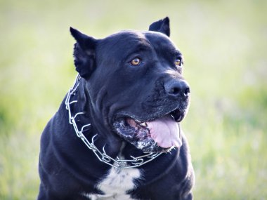 Erkek doğurmak cane corso