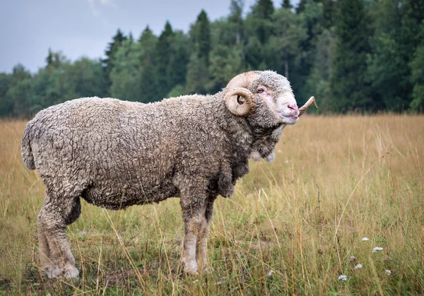 Ram 羊 — 图库照片