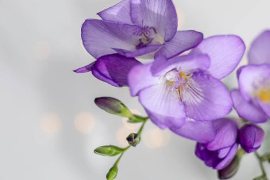 Mor frezya çiçekleri yakın plan, seçici odak