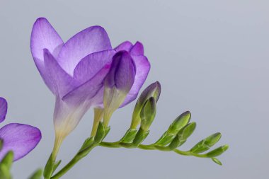 Gri arkaplanda bir frezya çiçeği filizi.