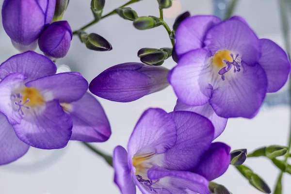 紫色菊花特写 有选择的焦点 — 图库照片