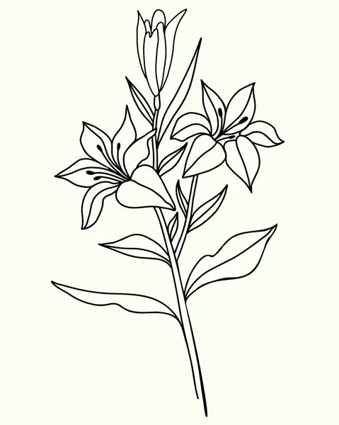 Λουλούδι Κρίνου Μαύρο Περίγραμμα Του Branch Λουλούδια Και Μπουμπούκια Εικονογράφηση — Διανυσματικό Αρχείο
