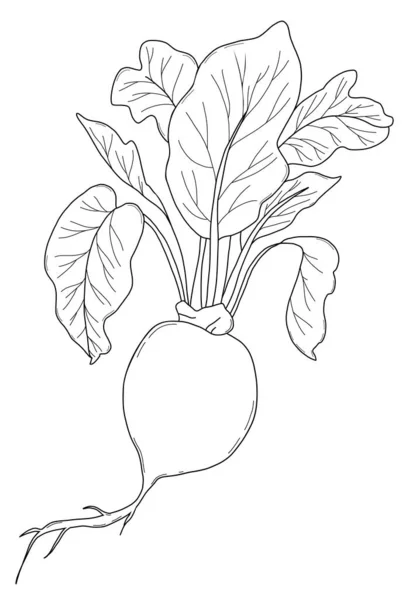 Ρίζα Λαχανικών Μπιτρούτη Φύλλα Συγκομιδή Εικονογράφηση Διανύσματος Γραμμικό Σχέδιο Χεριών — Διανυσματικό Αρχείο
