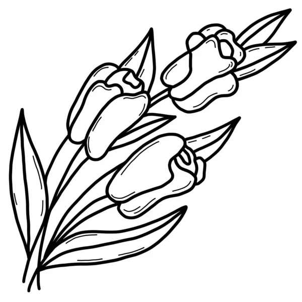 Mooie Boeket Tulpen Bloemen Vector Illustratie Schets Lineaire Handtekening — Stockvector