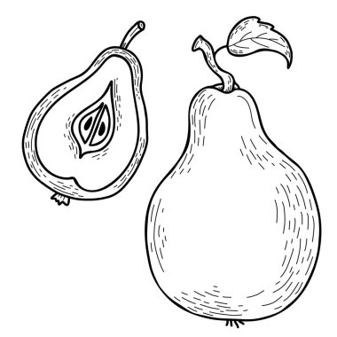 Vektör el çizilmiş armut kümesi. Yapraklı ve yarısı kesilmiş güzel bir meyve. Vektör çizimi. Tasarım, dekor ve dekorasyon için el çizimi sanat biçimi