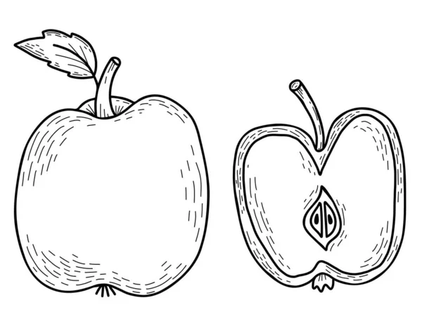 Ręcznie Narysowane Jabłko Piękny Cały Owoc Liściem Krojoną Połową Ilustracja — Wektor stockowy