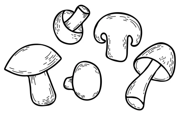 Set Vector Mushrooms Beautiful Whole Mushrooms Piece Champignon Mushroom Cut — Stock Vector